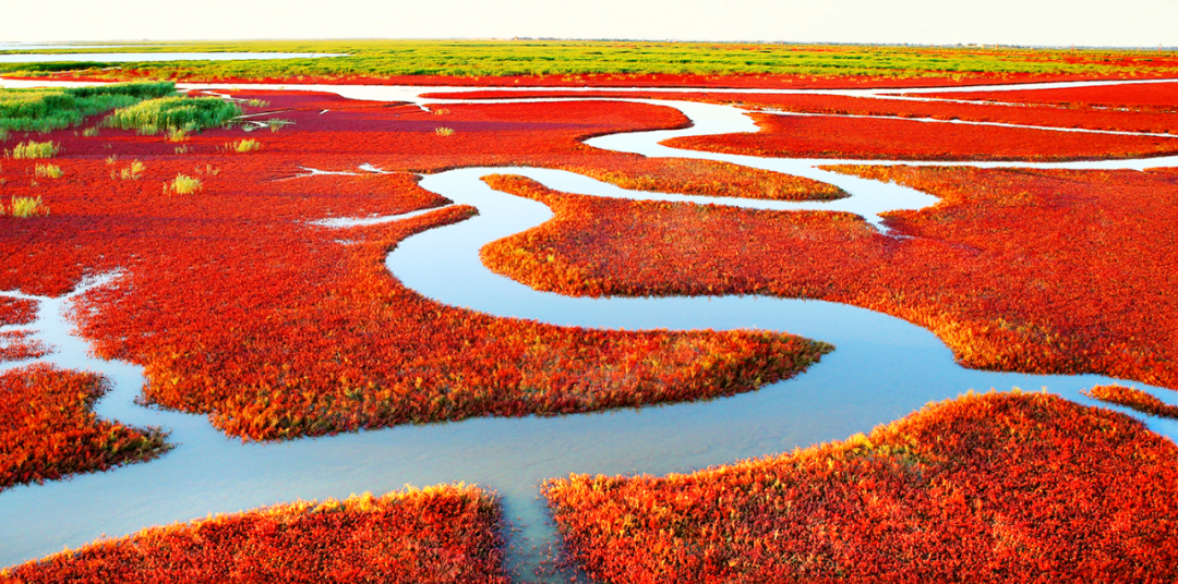 世界湿地日 | “诗情画意”的中国湿地